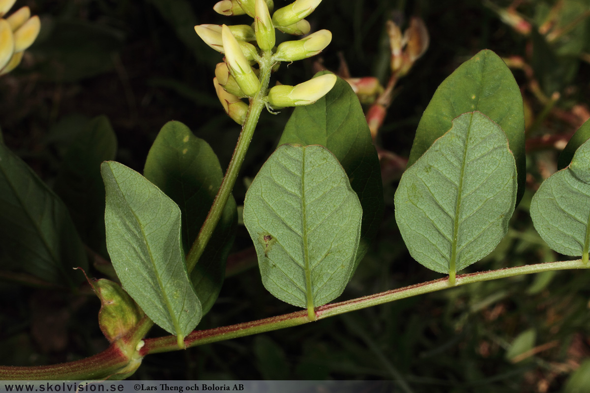 Sötvedel, Astragalus glycyphyllos