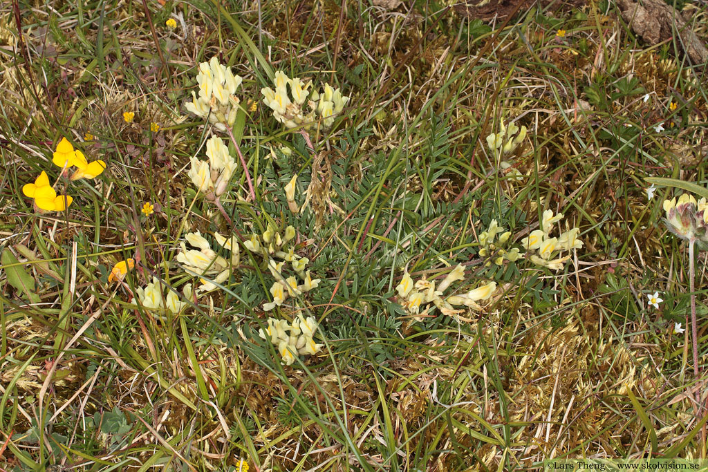 Fältvedel, Oxytropis campestris