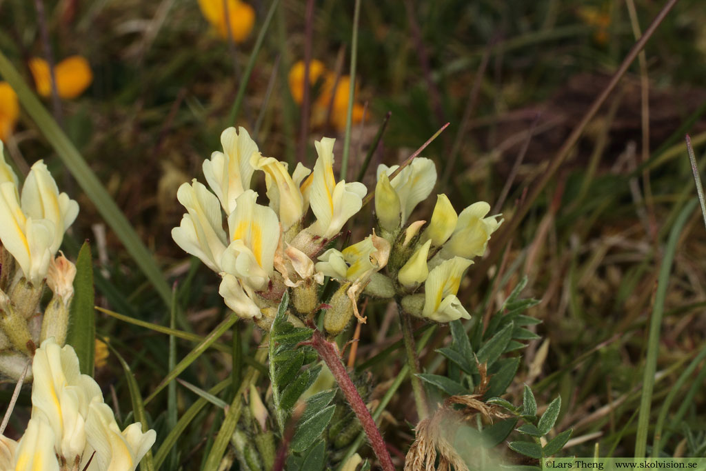 Fältvedel, Oxytropis campestris