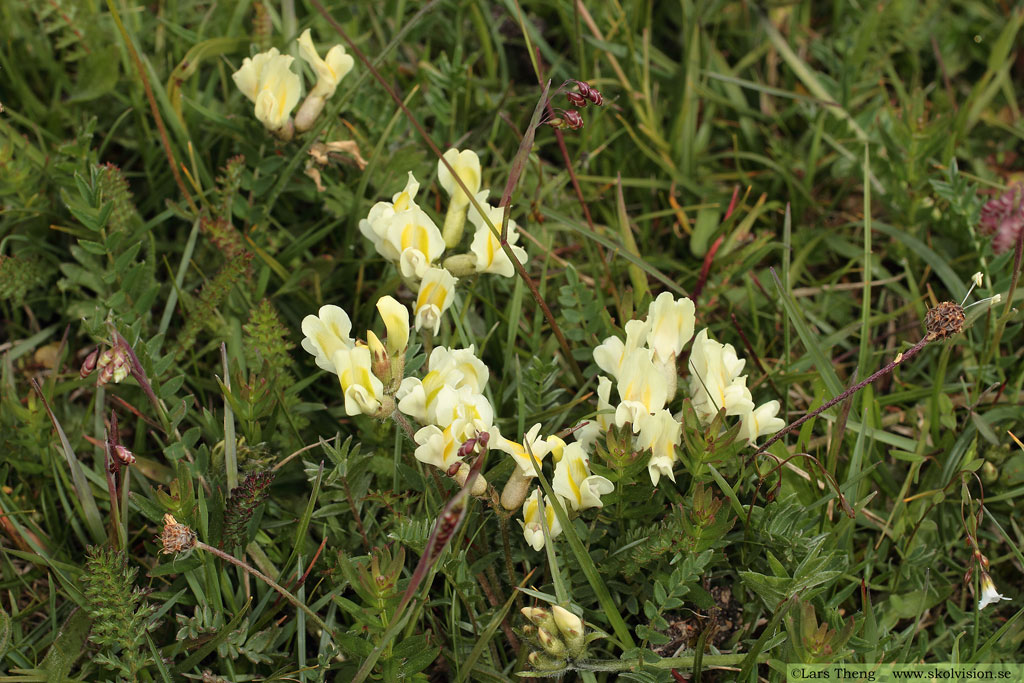 Fältvedel, Oxytropis campestris