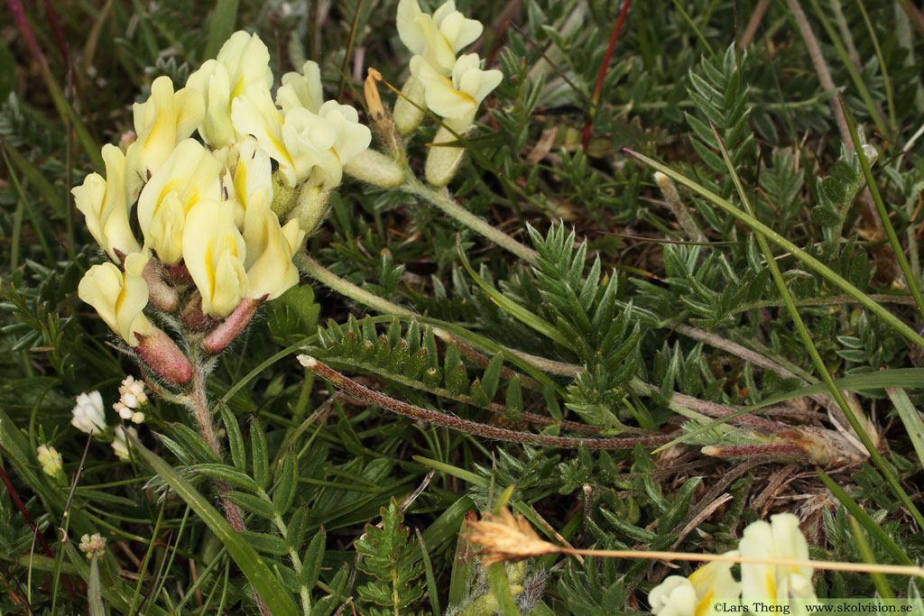 Fältvedel, Oxytropis campestris