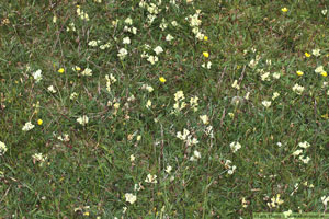 Fältvedel, Oxytropis campestris