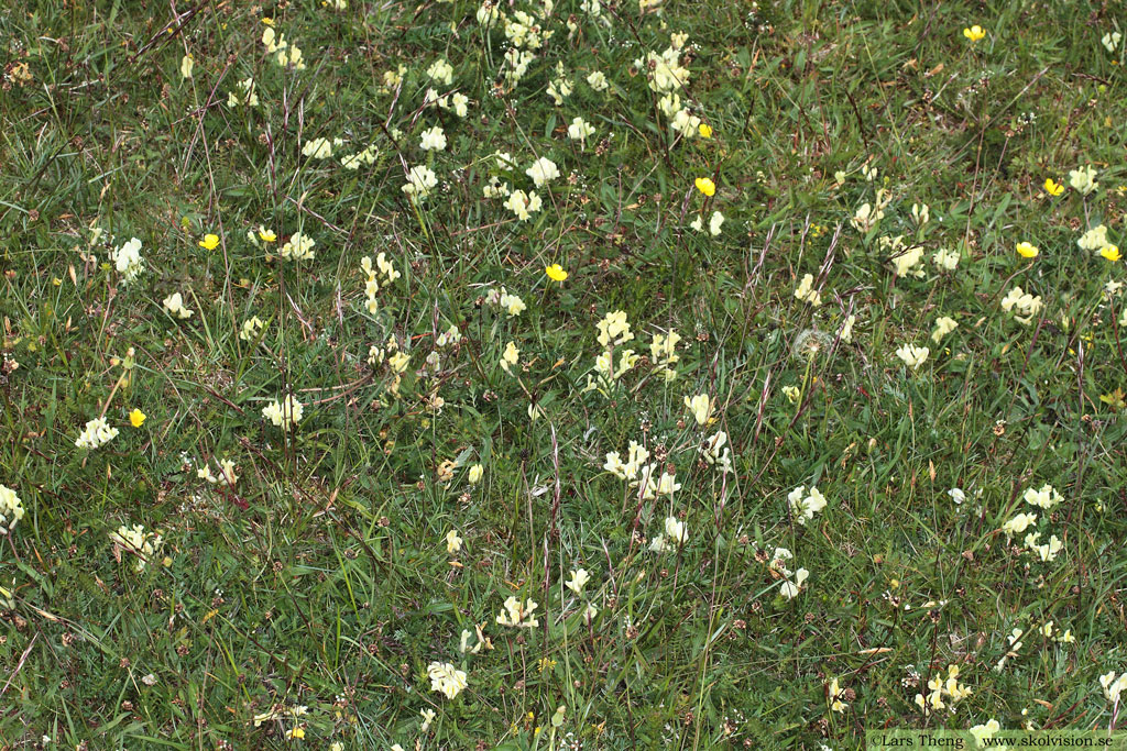 Fältvedel, Oxytropis campestris
