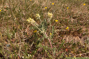 Luddvedel, Oxytropis pilosa