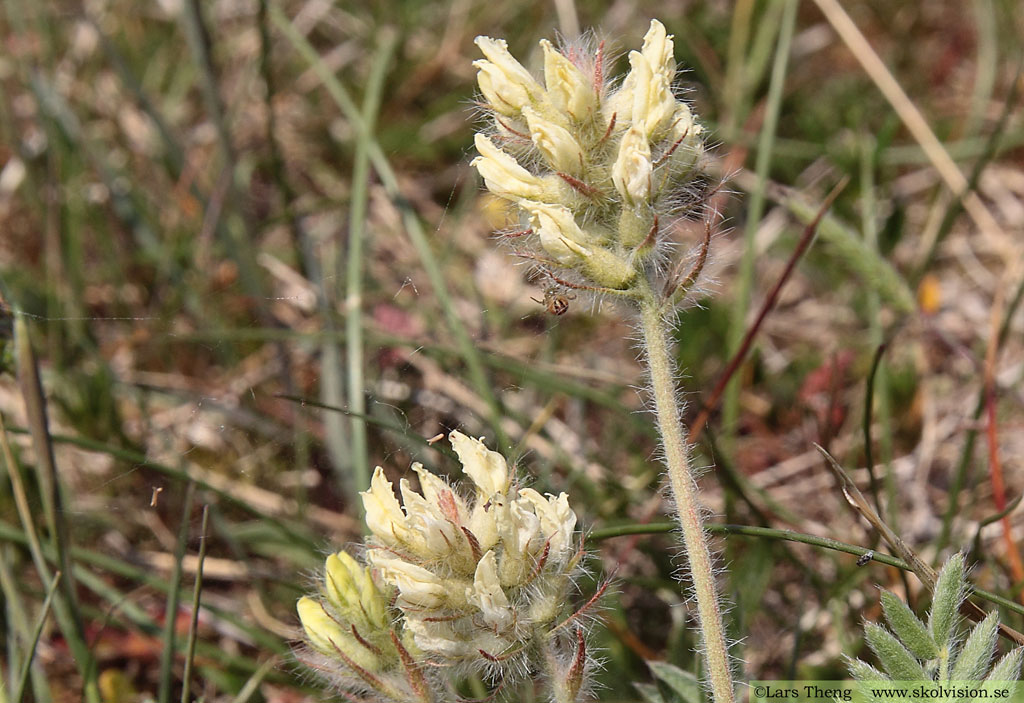 Luddvedel, Oxytropis pilosa