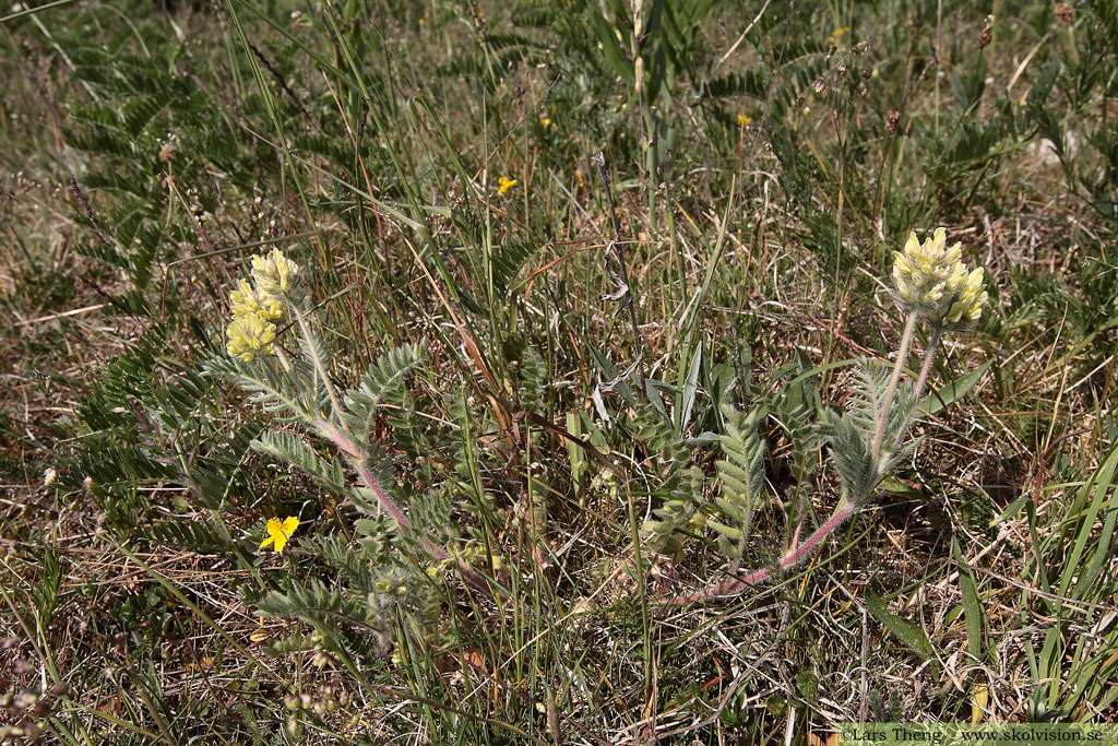 Luddvedel, Oxytropis pilosa