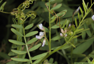 Duvvicker, Vicia hirsuta