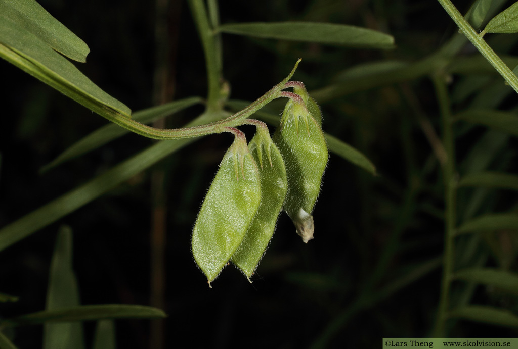 Duvvicker, Vicia hirsuta