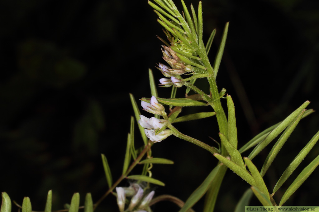 Duvvicker, Vicia hirsuta