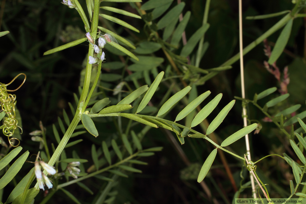 Duvvicker, Vicia hirsuta