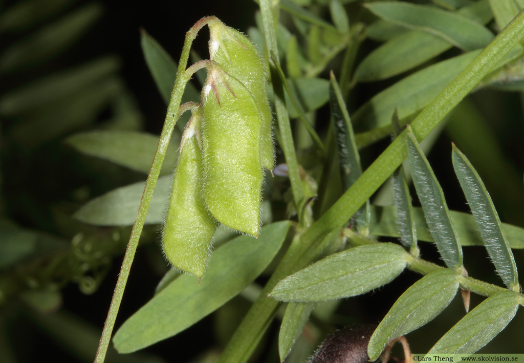 Duvvicker, Vicia hirsuta