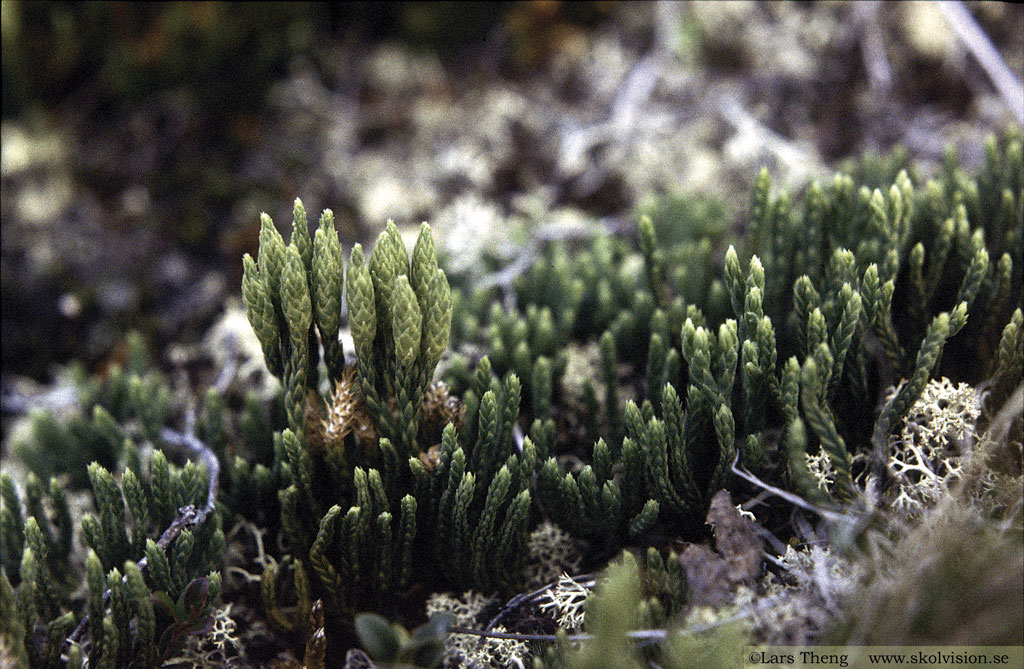 Fjällummer, Lycopodium alpinum