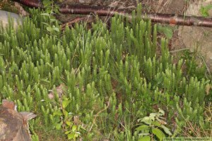 Revlummer, Lycopodium annotinum