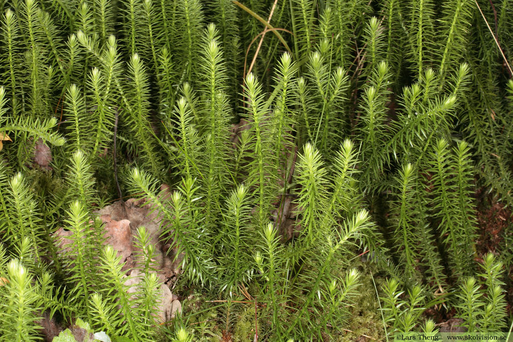 Revlummer, Lycopodium annotinum