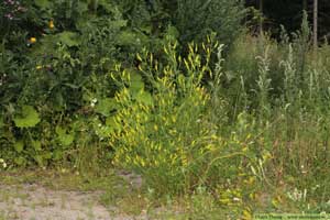 Gul sötväppling, Melilotus officinalis