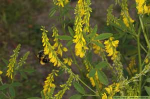 Gul sötväppling, Melilotus officinalis