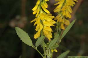 Gul sötväppling, Melilotus officinalis