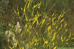 Gul sötväppling, Melilotus officinalis