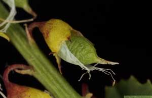 Gul sötväppling, Melilotus officinalis