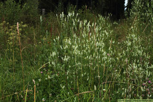 Vit sötväppling, Melilotus albus