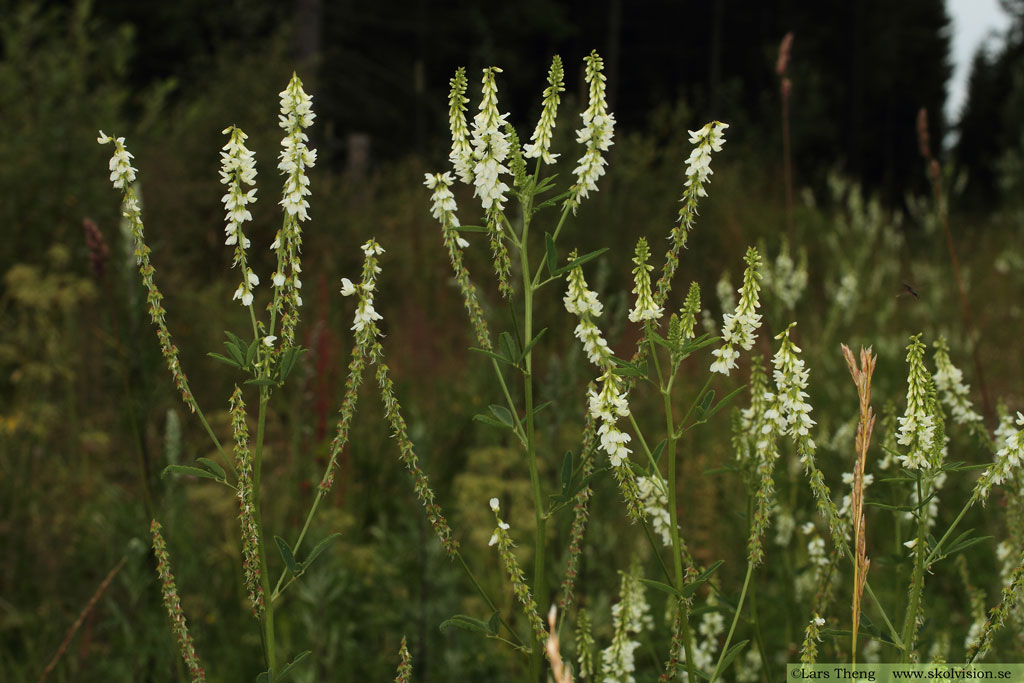 Vit sötväppling, Melilotus albus