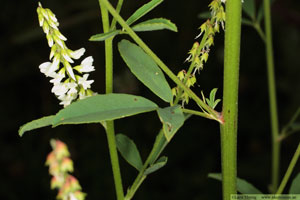 Vit sötväppling, Melilotus albus