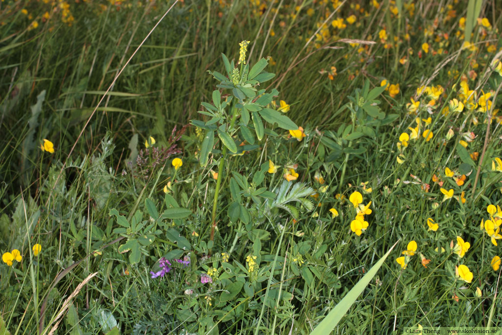 Strandsötväppling, Melilotus dentatus