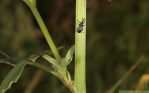 Strandsötväppling, Melilotus dentatus