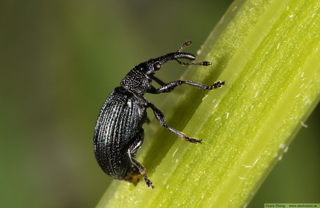 Strandsötväppling, Melilotus dentatus