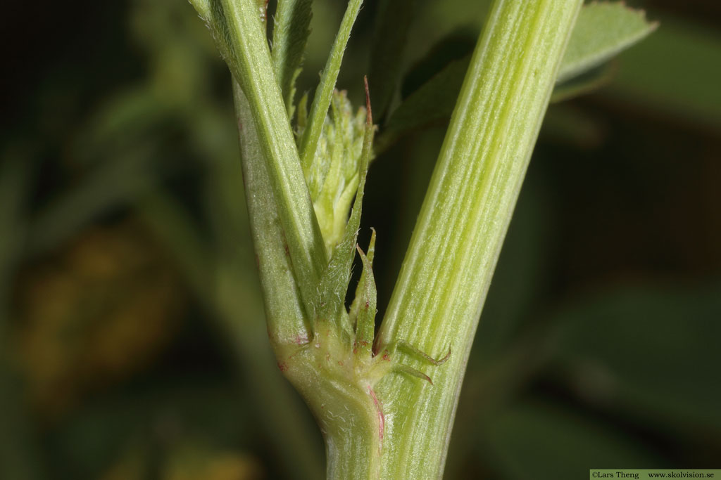 Strandsötväppling, Melilotus dentatus