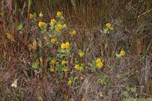 Jordklöver, Trifolium campestre