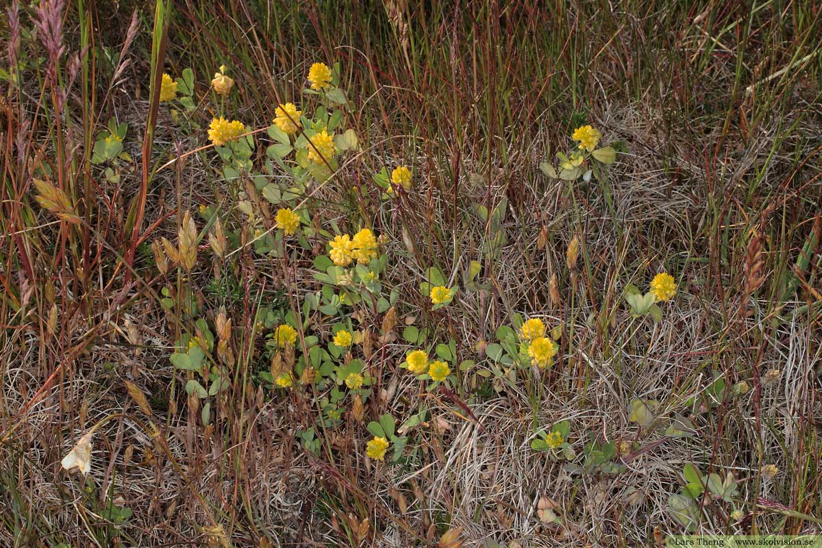 Backklöver, Trifolium montanum