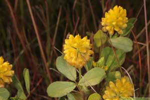 Jordklöver, Trifolium campestre