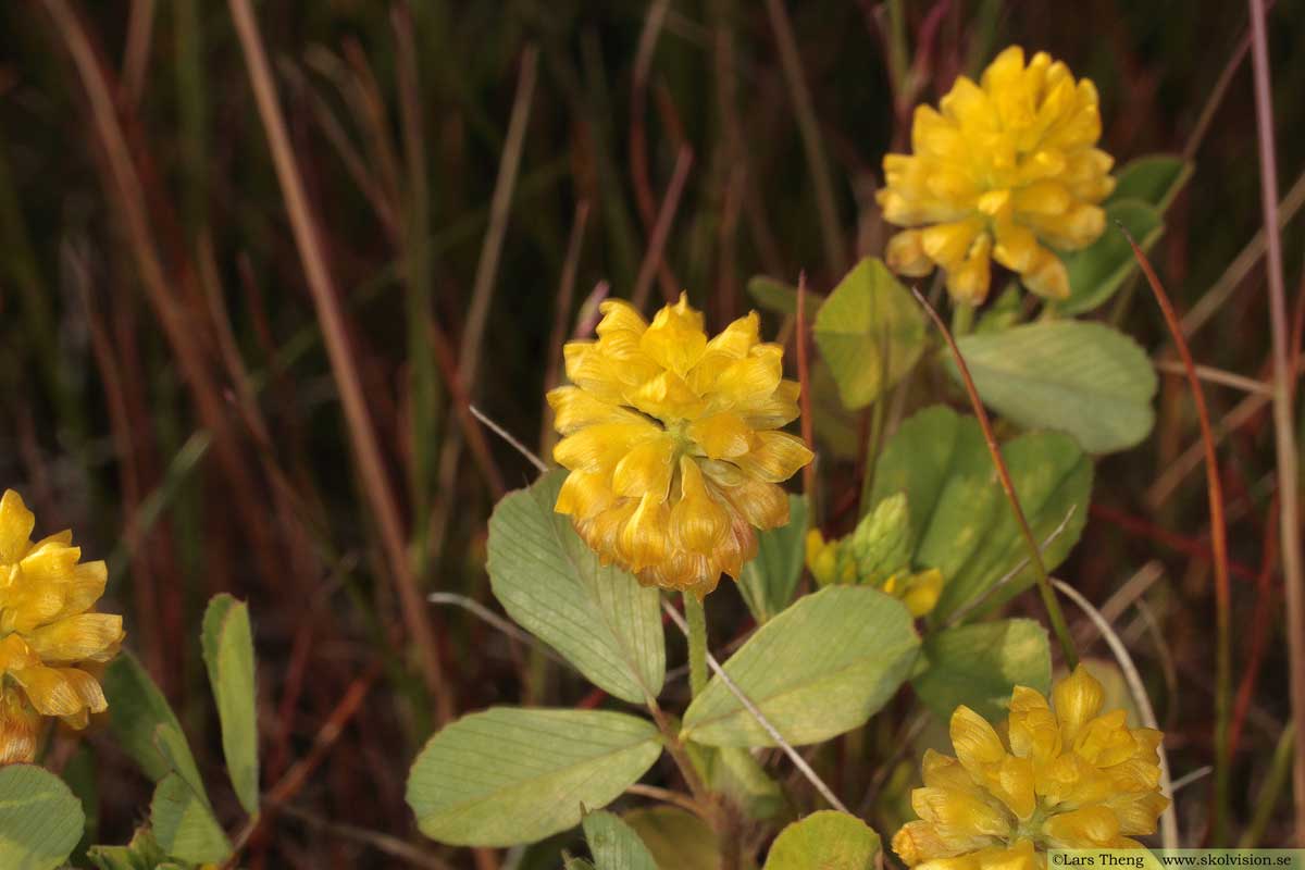 Backklöver, Trifolium montanum