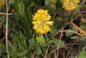 Jordklöver, Trifolium campestre