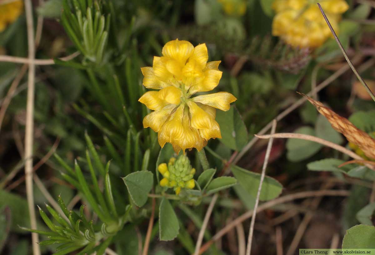 Backklöver, Trifolium montanum