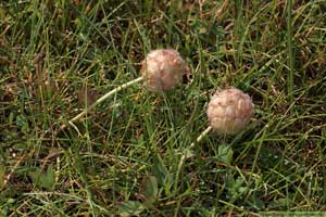 Smultronklöver, Trifolium fragiferum