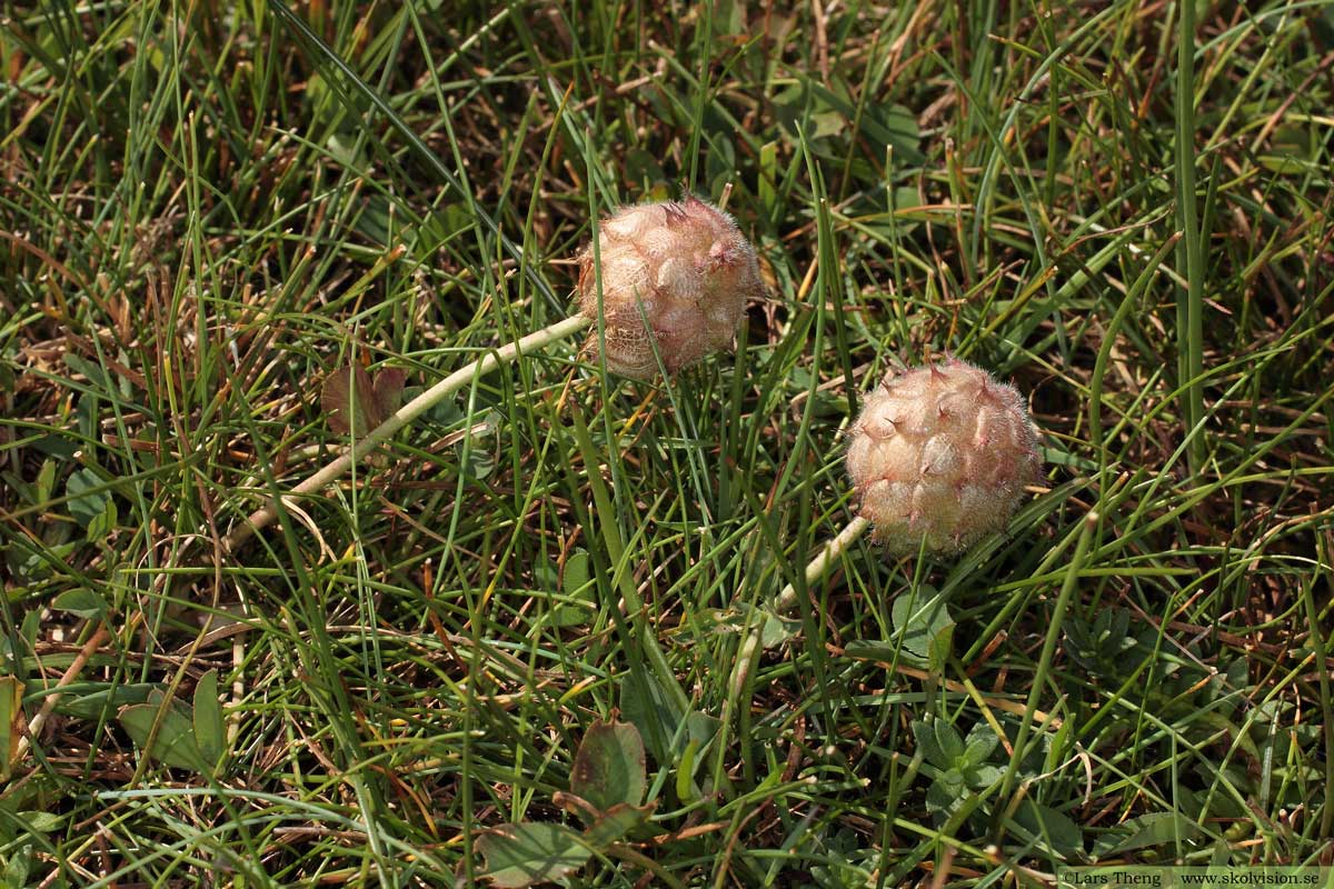 Backklöver, Trifolium montanum