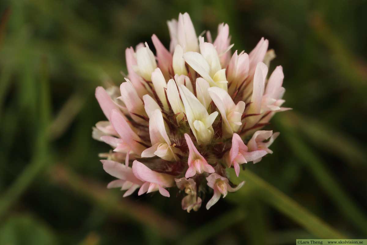 Backklöver, Trifolium montanum