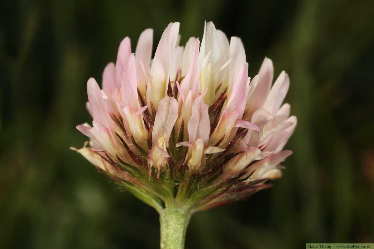 Backklöver, Trifolium montanum