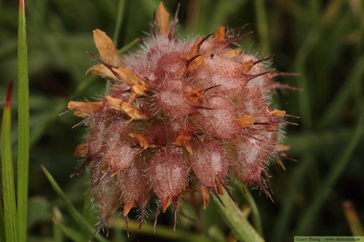 Backklöver, Trifolium montanum