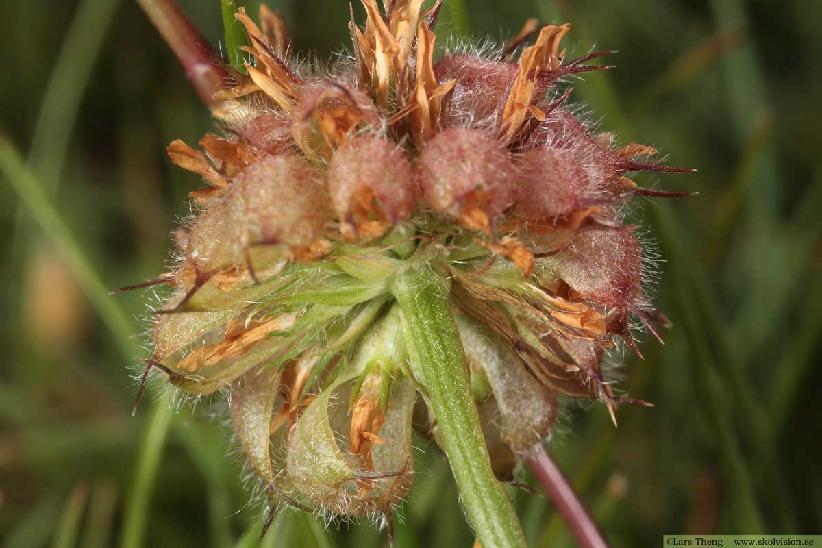 Backklöver, Trifolium montanum