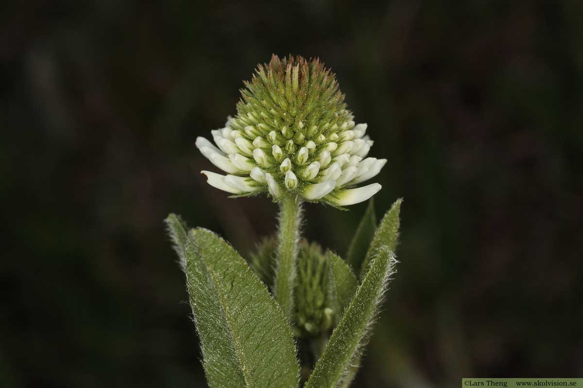 Backklöver, Trifolium montanum