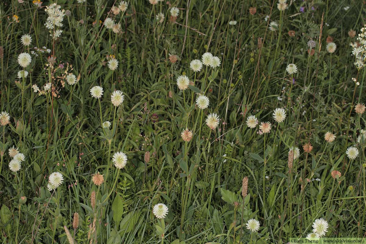 Backklöver, Trifolium montanum