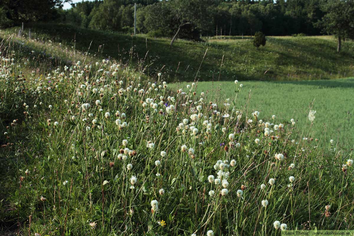 Backklöver, Trifolium montanum