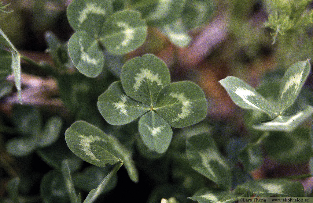 Vitklöver, Trifolium repens