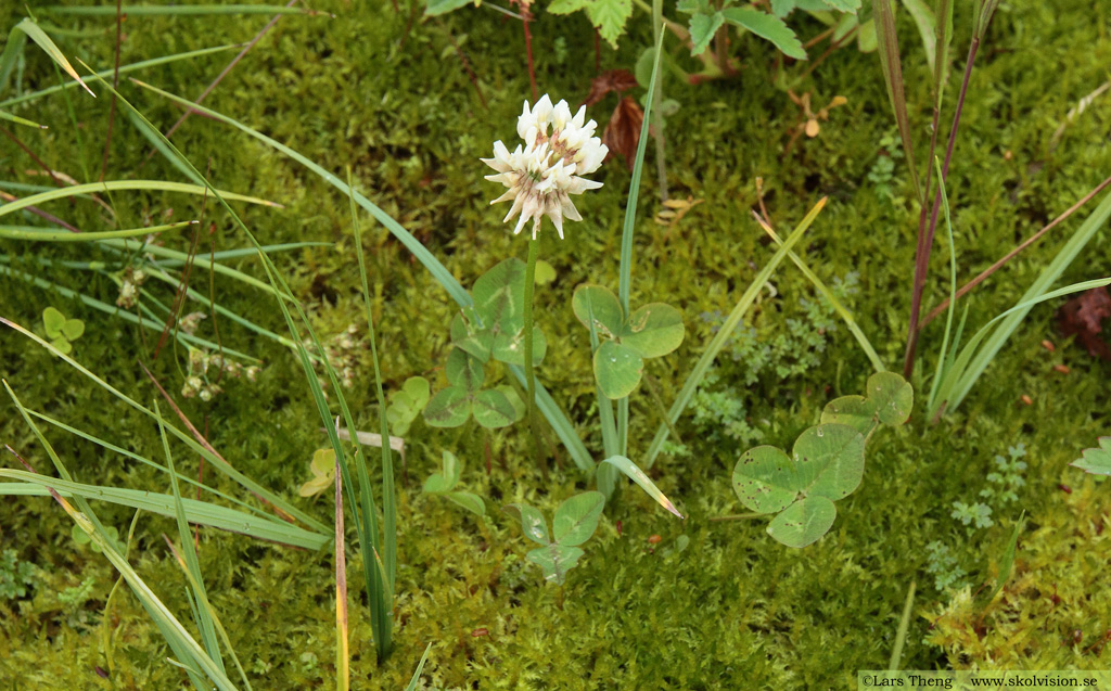 Vitklöver, Trifolium repens