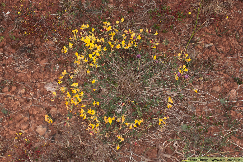 Käringtand, Lotus corniculatus