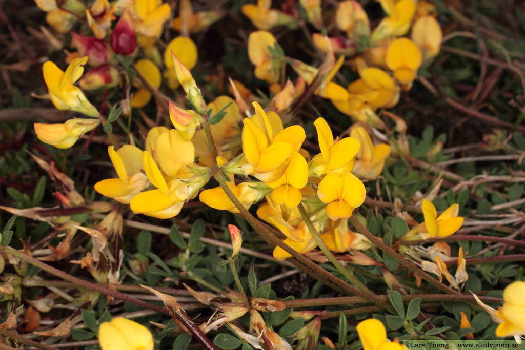 Käringtand, Lotus corniculatus