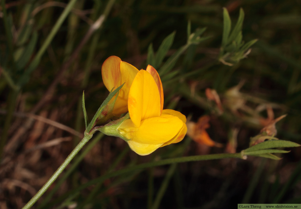 Smal käringtand, Lotus tenuis